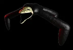 Aranea Membri